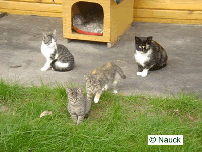 Katzen am Freigehege