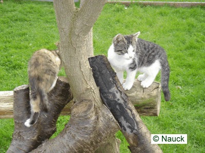 Katzen beim Spielen im Freigehege
